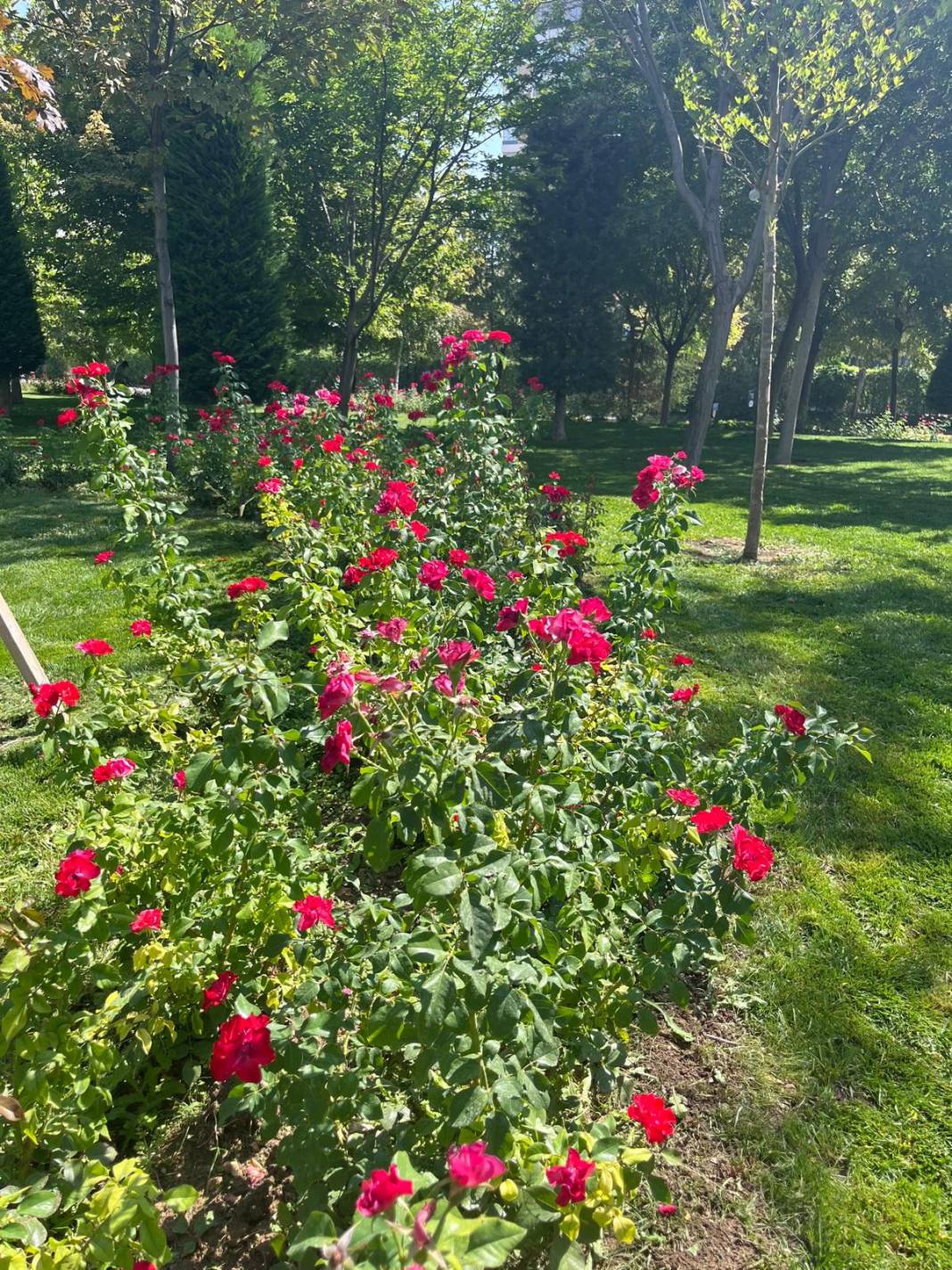 Konya’nın serinleten cenneti: Kanyon Park 10